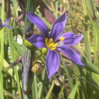Sisyrinchium idahoense